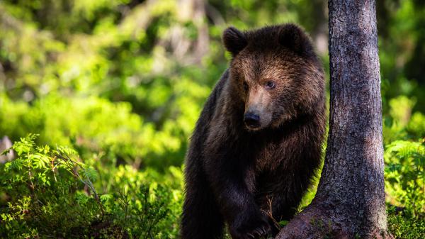 Free animal bear 4k hd animals 2 wallpaper download