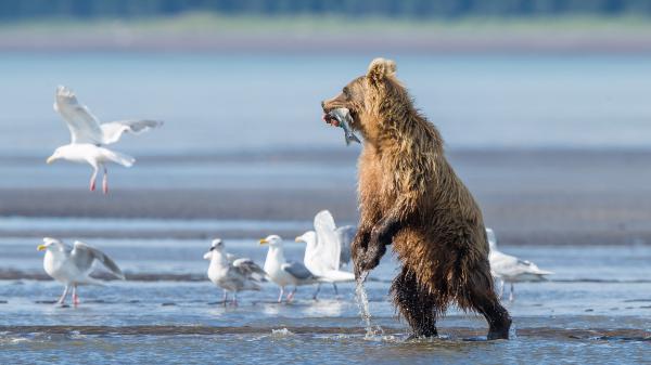 Free animal bear 4k hd animals 3 wallpaper download