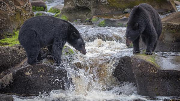 Free animal bear 4k hd animals 4 wallpaper download