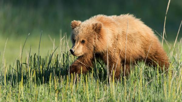 Free animal bear 4k hd animals wallpaper download