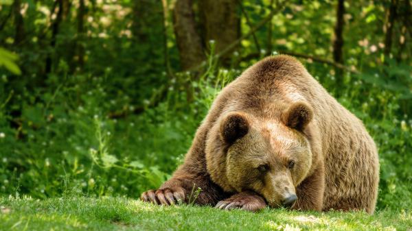 Free animal bear 4k hd wallpaper download