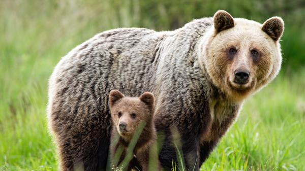 Free animal bear 5 4k 5k hd animals wallpaper download