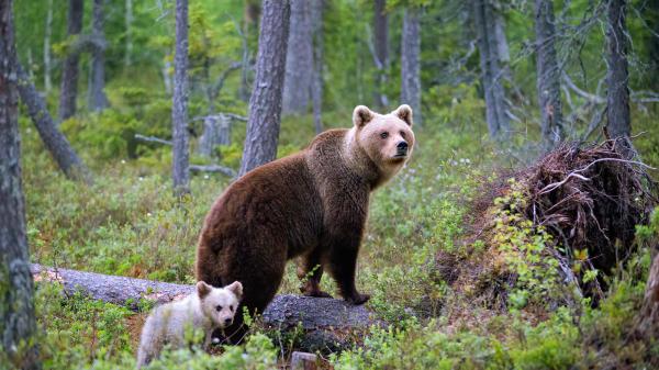 Free animal bear with cub hd animals wallpaper download