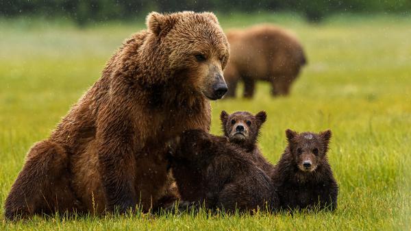 Free animal bear with cubs 4k hd wallpaper download