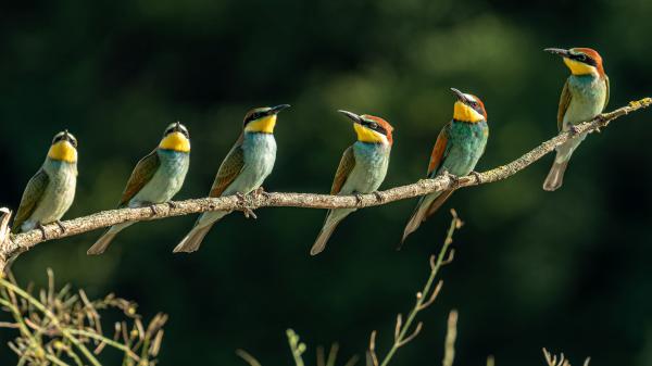 Free animal bee eater 4k hd animals wallpaper download