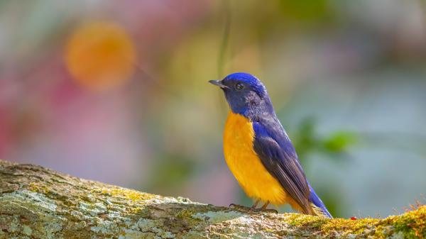 Free animal bird 4 4k hd animals wallpaper download