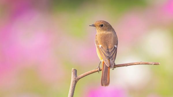 Free animal bird 4k hd animals 3 wallpaper download