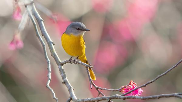 Free animal bird 4k hd animals 4 wallpaper download