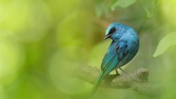 Free animal bird 4k hd animals wallpaper download