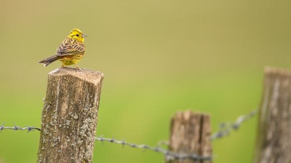 Free animal bird 4k hd wallpaper download