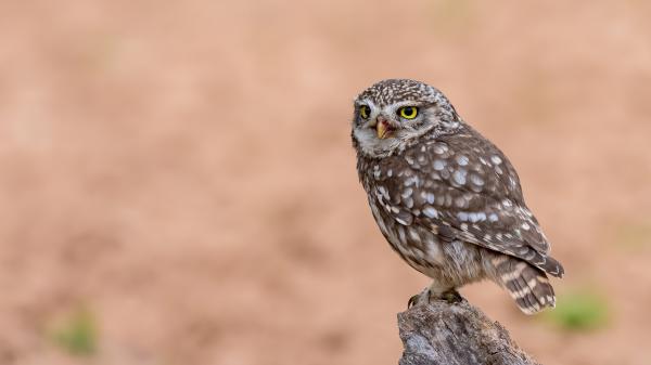 Free animal brown owl 4k hd animals wallpaper download