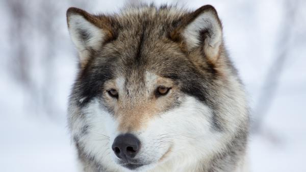 Free animal brown wolf 4k 5k hd wallpaper download