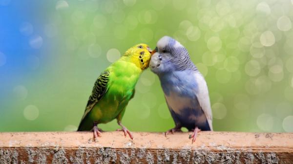 Free animal budgerigar 4k hd wallpaper download