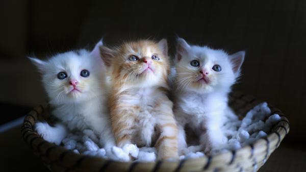 Free animal cat 3 4k 5k hd animals 2 wallpaper download