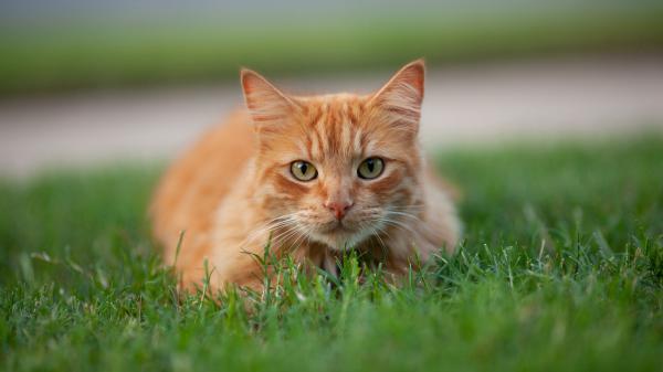 Free animal cat 4k 5k hd animals 2 wallpaper download