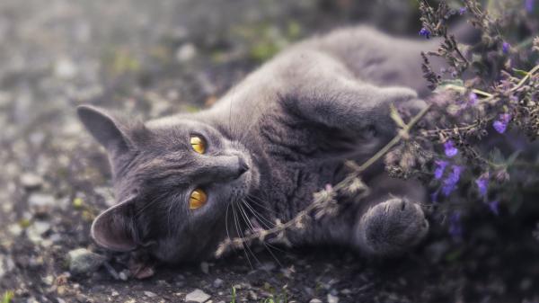 Free animal cat 4k 5k hd wallpaper download