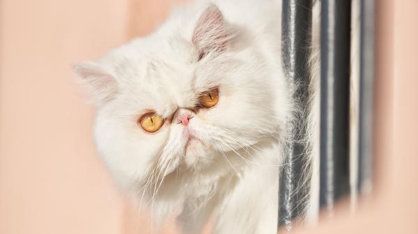 Free animal cat 4k 8k hd wallpaper download