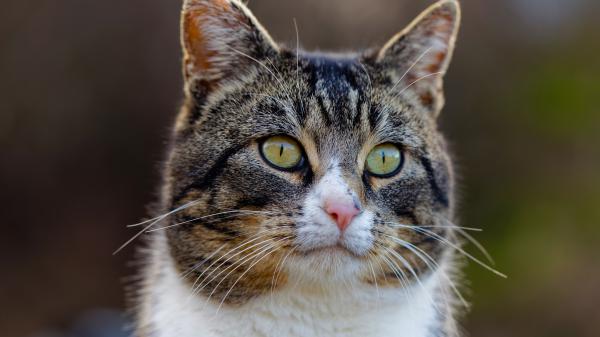 Free animal cat 4k hd 2 wallpaper download