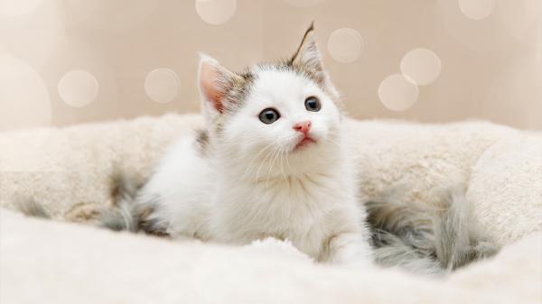 Free animal cat 4k hd 3 wallpaper download