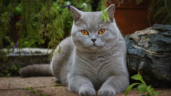 Free animal cat 4k hd 5 wallpaper download