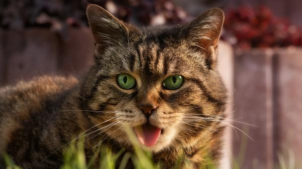 Free animal cat 4k hd animals 2 wallpaper download