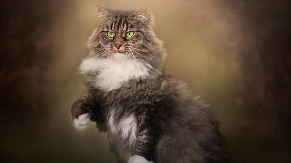 Free animal cat 4k hd animals 4 wallpaper download