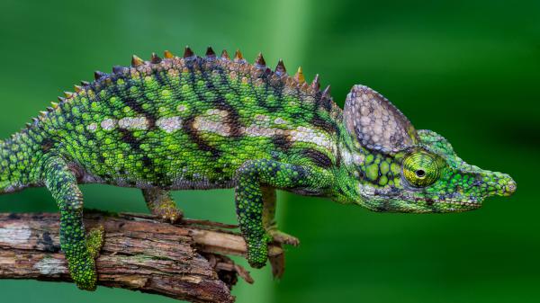 Free animal chameleon forest 4k hd wallpaper download