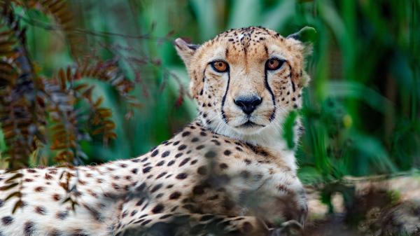 Free animal cheetah 4k 5k hd wallpaper download