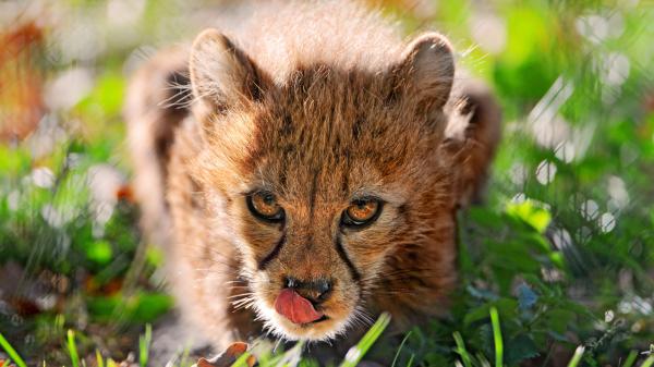 Free animal cheetah 4k hd animals 2 wallpaper download