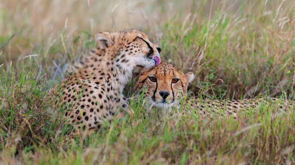 Free animal cheetah 4k hd animals wallpaper download