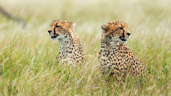 Free animal cheetah forest 4k hd wallpaper download