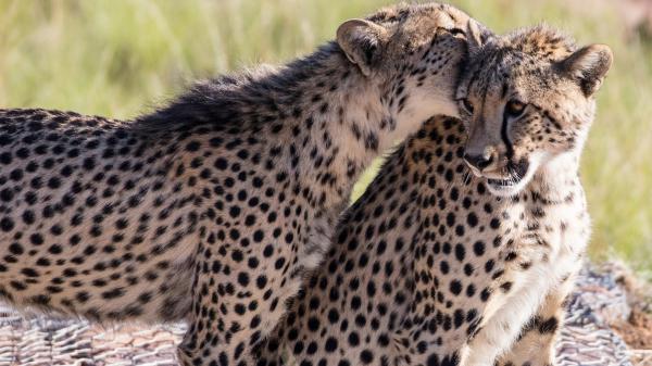 Free animal cheetah hd wallpaper download