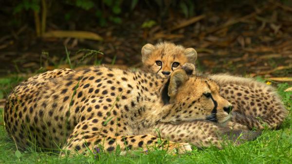 Free animal cheetah with cub 4k hd wallpaper download