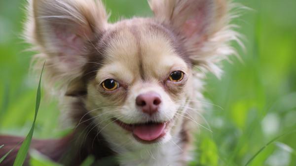 Free animal chihuahua hd wallpaper download