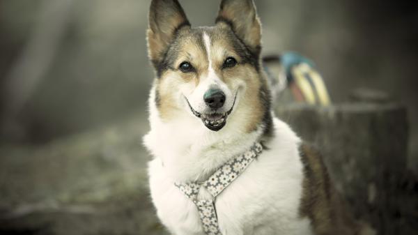 Free animal corgi 4k 5k hd wallpaper download