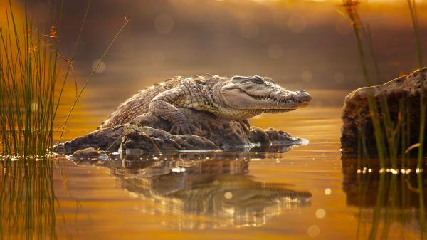 Free animal crocodile holding in rock between lake with blur background hd animals wallpaper download