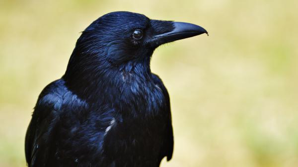 Free animal crow 4k 5k hd wallpaper download