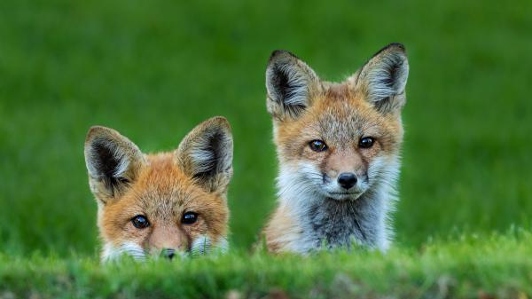 Free animal cute fox hd wallpaper download