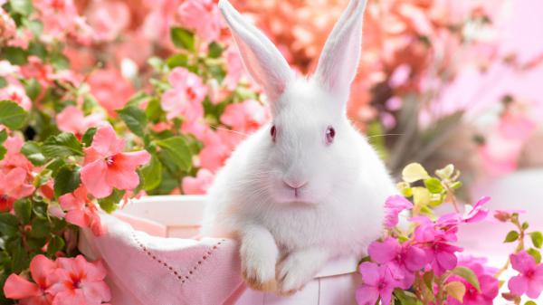 Free animal cute white rabbit hd animals wallpaper download