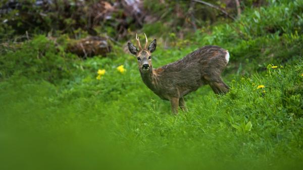 Free animal deer 4k hd wallpaper download