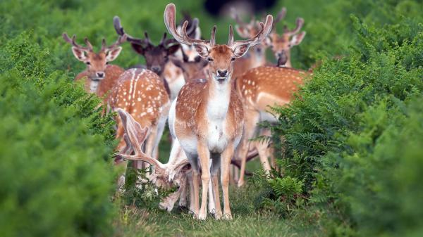 Free animal deer hd wallpaper download