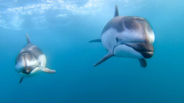 Free animal dolphin hd wallpaper download