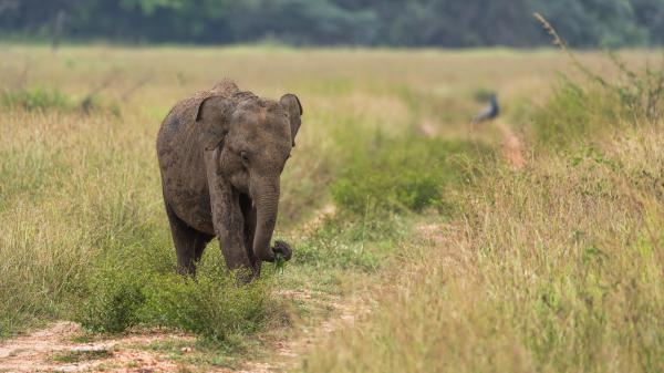 Free animal elephant 4k hd 2 wallpaper download