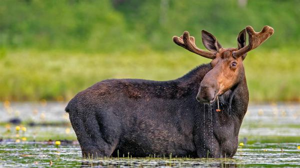 Free animal elk hd wallpaper download