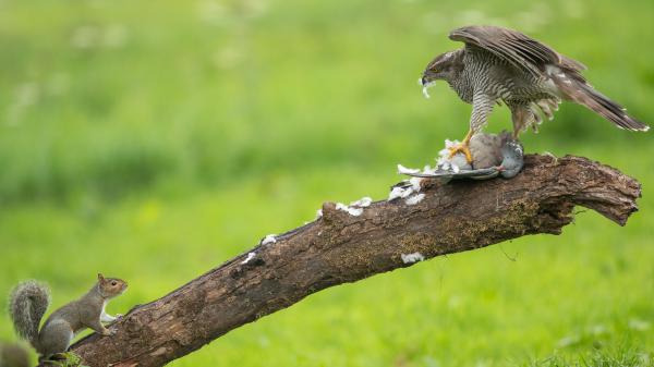 Free animal falcon 4k 5k hd animals wallpaper download