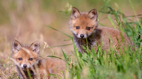 Free animal forest fox 4k hd wallpaper download