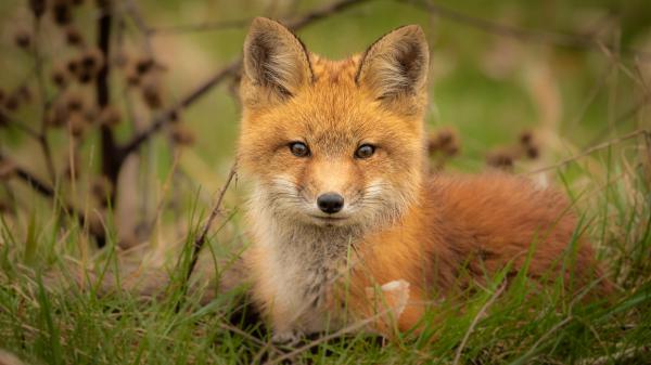 Free animal fox 4k hd animals wallpaper download