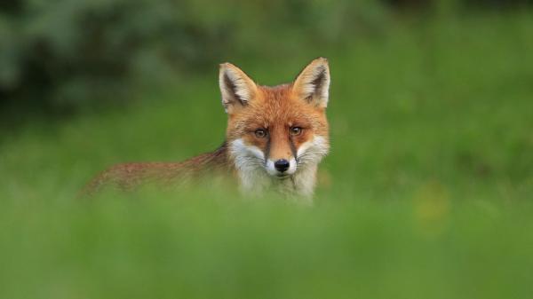 Free animal fox blur hd animals wallpaper download