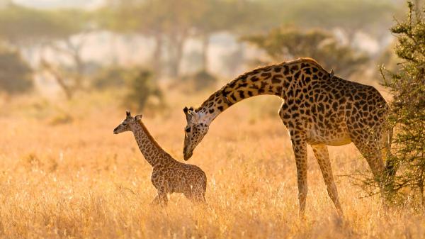 Free animal giraffe and cub in yellow field with blur background 4k hd animals wallpaper download