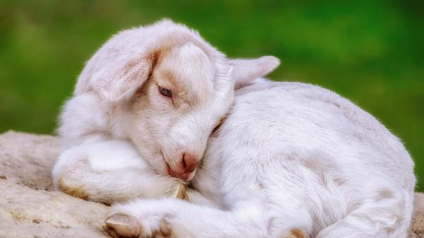 Free animal goat 4k 4k 5k hd animals wallpaper download